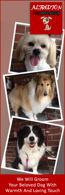 Alfredton Dog Grooming - Promotion
