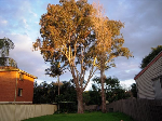 Abacus Tree Services - Pic 2