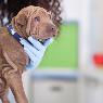 Warnbro Veterinary Hospital - Pic 4
