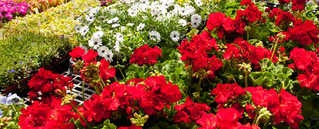 Virginia Home & Garden - Promotion 3