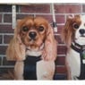 Alfredton Dog Grooming - Pic 2