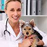 Koala Park Veterinary Surgery - Pic 1