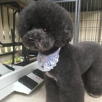 Shampers Dog Grooming Salon - Pic 1