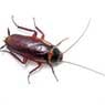 Newcastle Kill A Pest - Pic 2