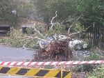 Abacus Tree Services - Pic 1
