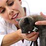 Koala Park Veterinary Surgery - Pic 4