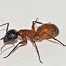Newcastle Kill A Pest - Pic 9