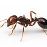 Newcastle Kill A Pest - Pic 10