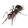 Newcastle Kill A Pest - Pic 4