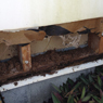 Amalgamated Pest Control - Pic 4