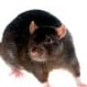 Mice or mouse control