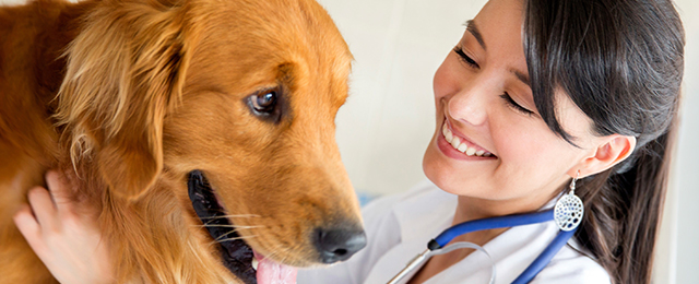 Warnbro Veterinary Hospital - Promotion 2