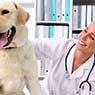 Koala Park Veterinary Surgery - Pic 3
