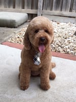 Shampers Dog Grooming Salon - Pic 7