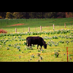 Daylesford & Hepburn Book Your Break - Pic 1