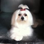 Tidy on a Maltese