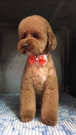 Shampers Dog Grooming Salon - Pic 2