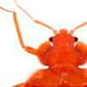 Insect control