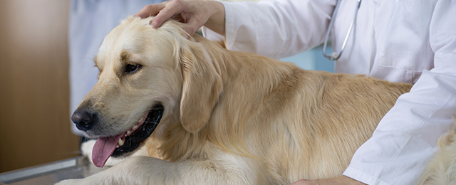 Warnbro Veterinary Hospital - Promotion 1
