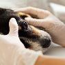 Warnbro Veterinary Hospital - Pic 5