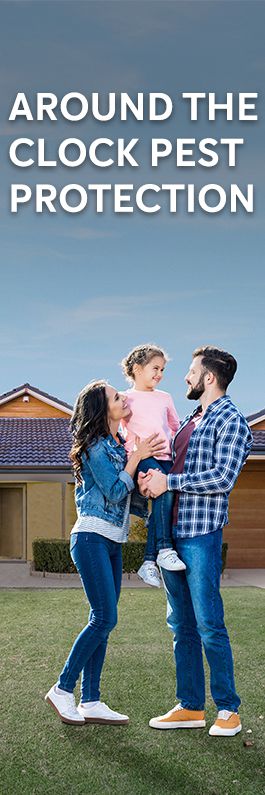 Flick Pest Control - Promotion