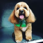 Shampers Dog Grooming Salon - Pic 4