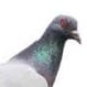 Bird control