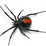 Newcastle Kill A Pest - Pic 6