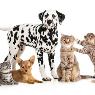 Warnbro Veterinary Hospital - Pic 8