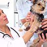 Koala Park Veterinary Surgery - Pic 2