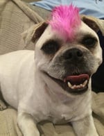 Shampers Dog Grooming Salon - Pic 3