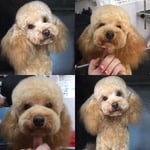 Shampers Dog Grooming Salon - Pic 8