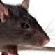 Rodent control