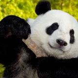 Pandya Brothers - logo