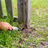 Amalgamated Pest Control - Pic 1