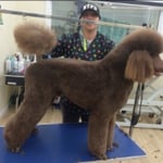 Standard poodle , poodle cut