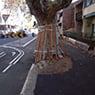 Abacus Tree Services - Pic 3