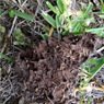 Amalgamated Pest Control - Pic 2