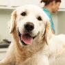 Warnbro Veterinary Hospital - Pic 7