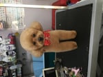 Shampers Dog Grooming Salon - Pic 9